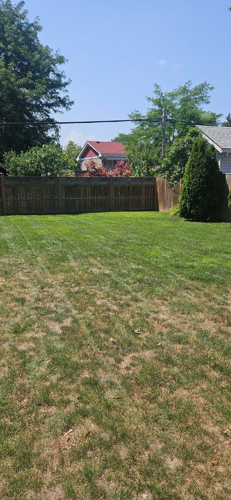 A freshly mowed backyard lawn with a Japanese maple and wood fence