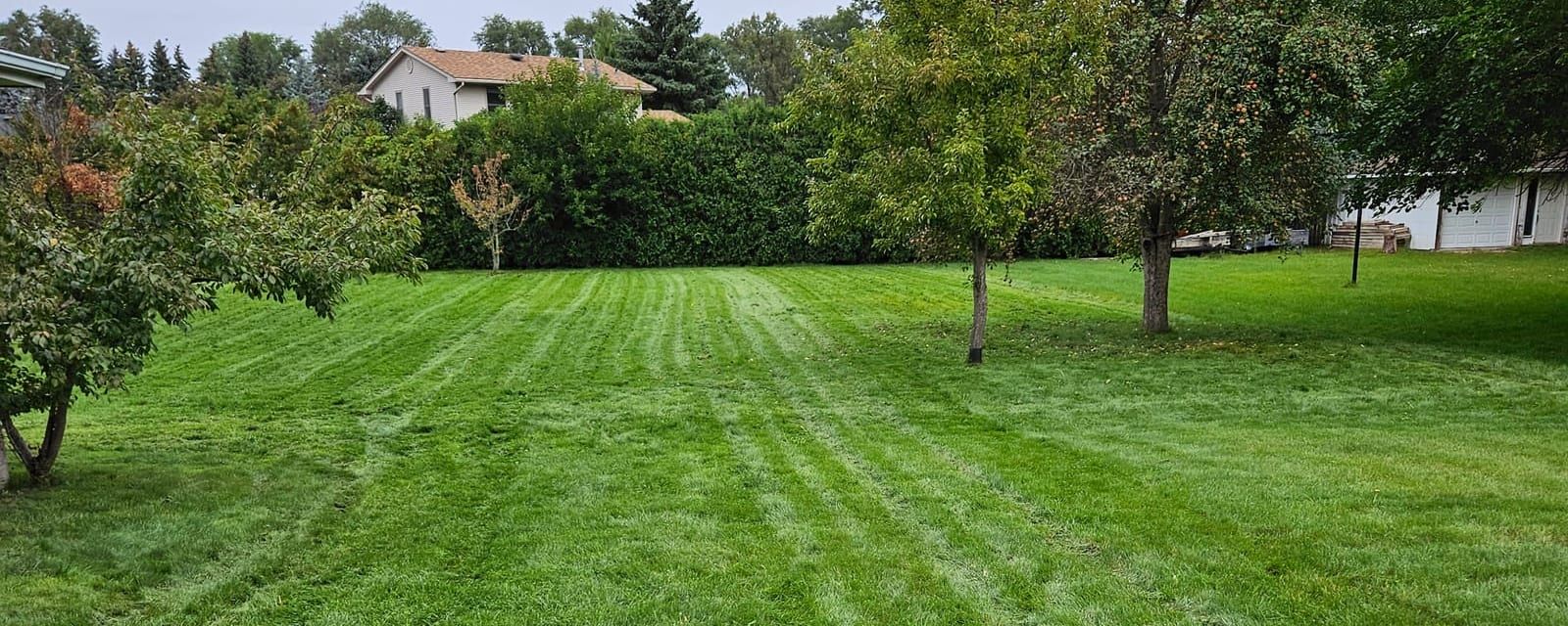 A large freshly cut lawn with mowing stripes, bordered by a tall hedge and fruit trees