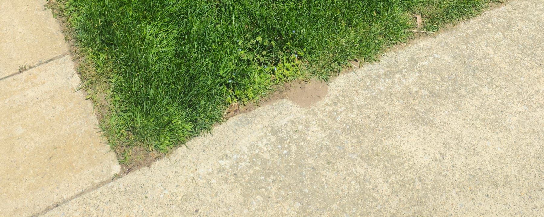 Freshly cut front lawn with mowing stripes beside a Sarnia home and tall evergreens