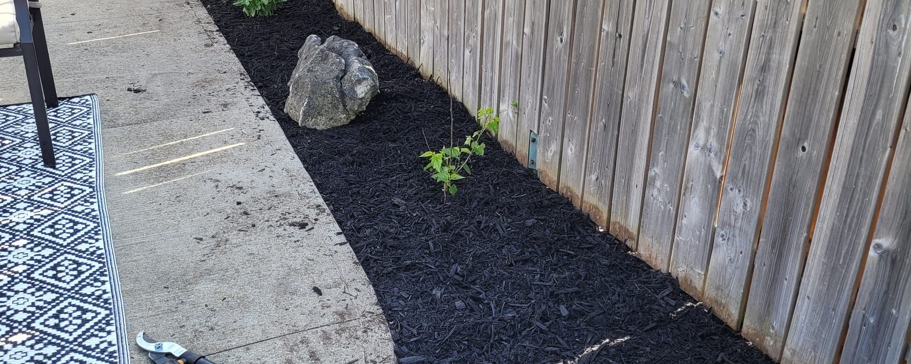 Freshly installed black mulch bed along a wood fence with a hosta plant