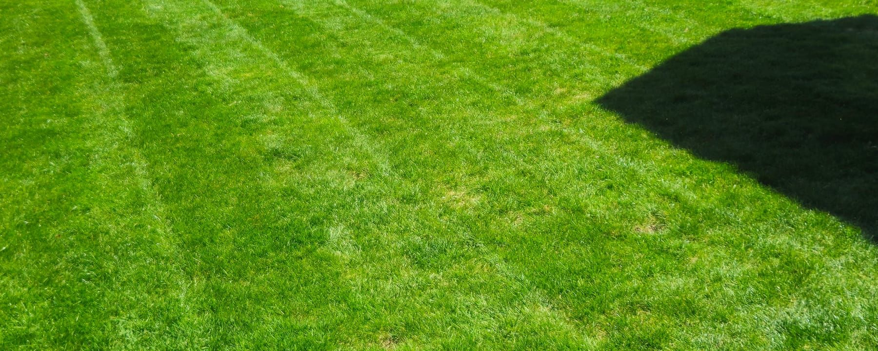 Freshly mowed backyard lawn with clean mowing stripes, bordered by a wood fence and evergreen trees