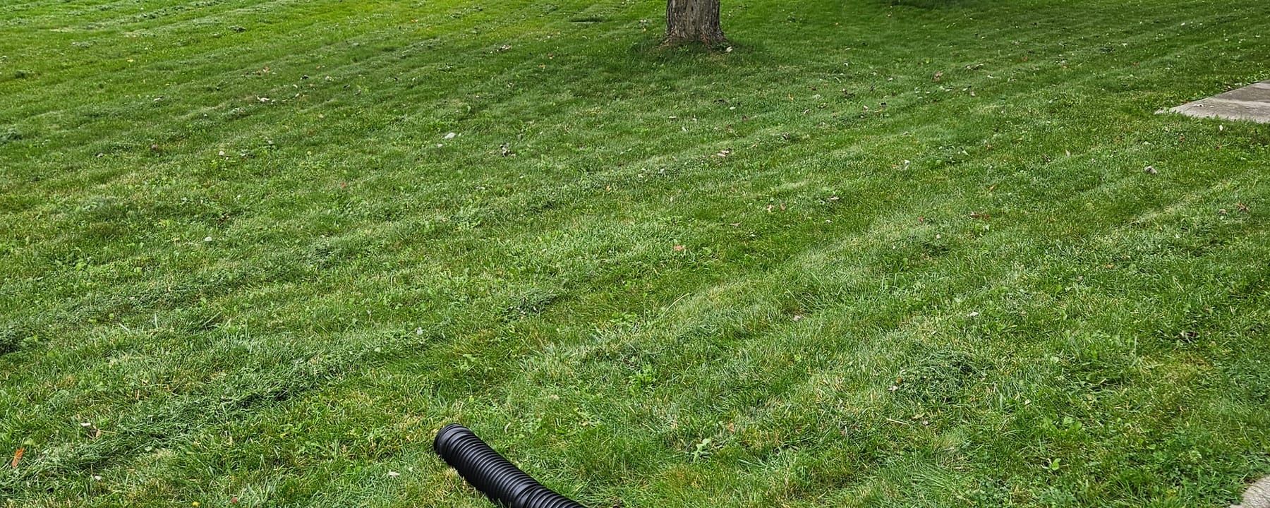 Freshly mowed backyard lawn with mature trees and a wood fence