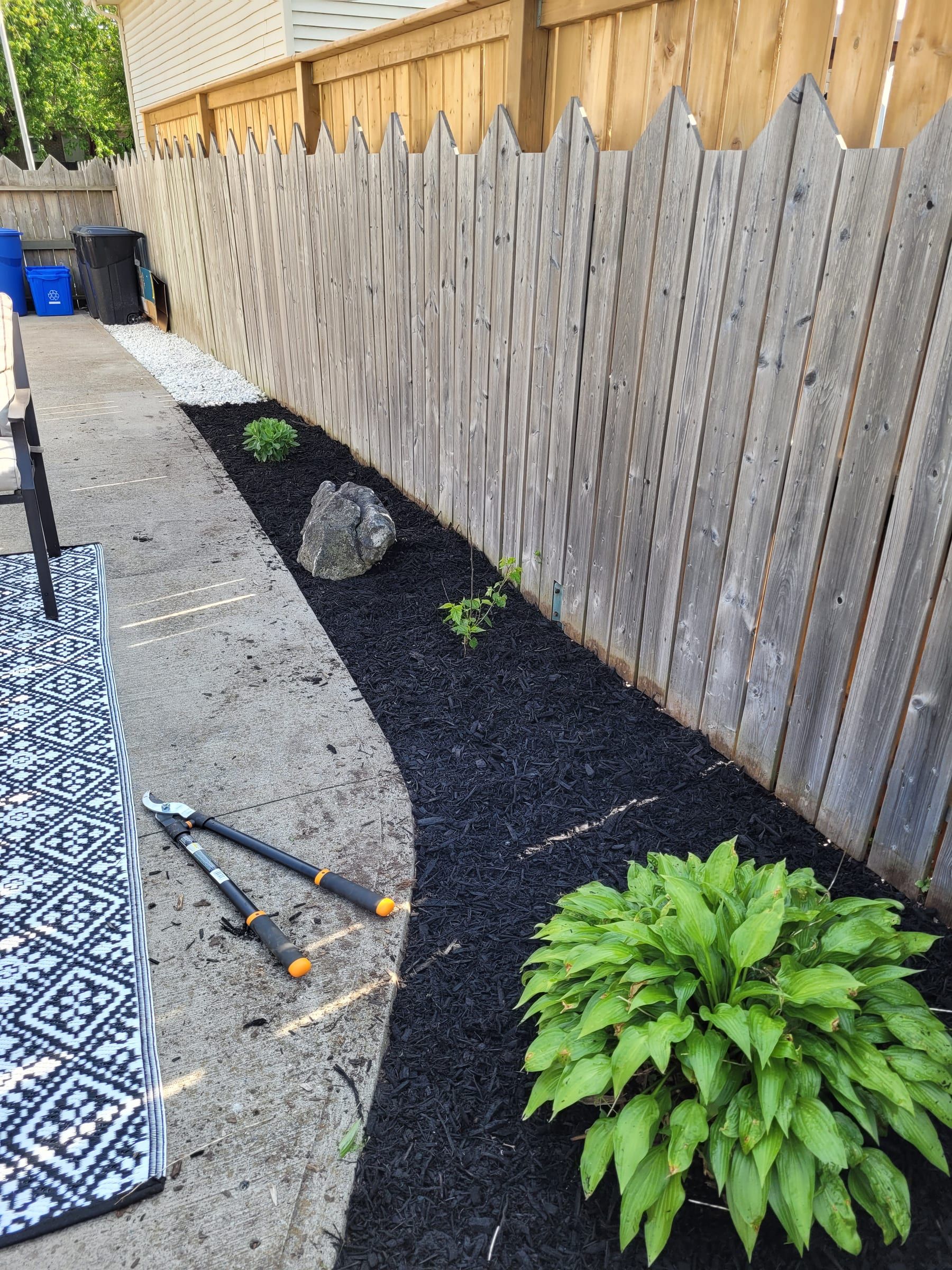 Freshly installed black mulch bed along a wood fence with a hosta plant
