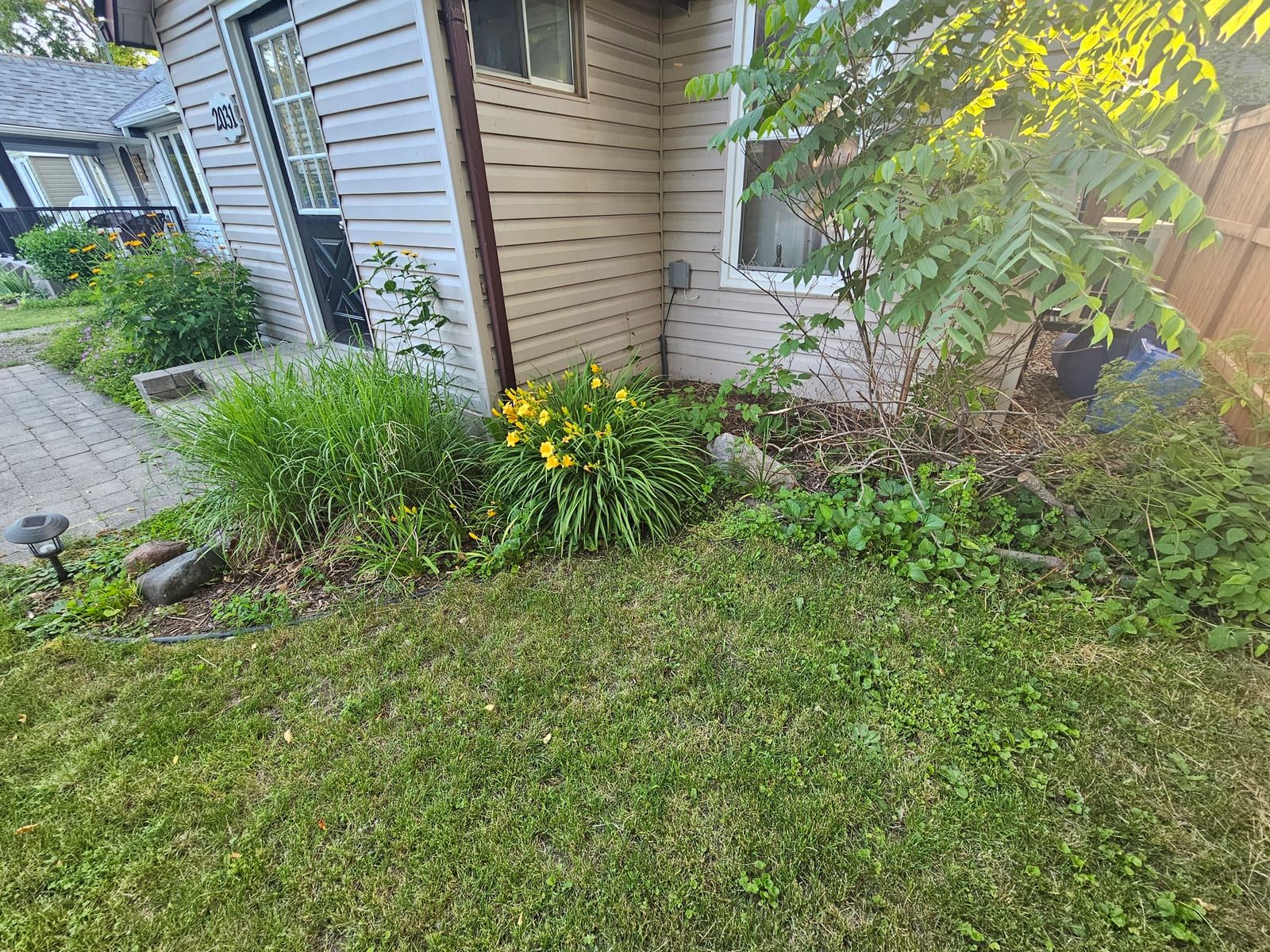 An overgrown corner garden bed with daylilies and weeds beside the side steps before cleanup