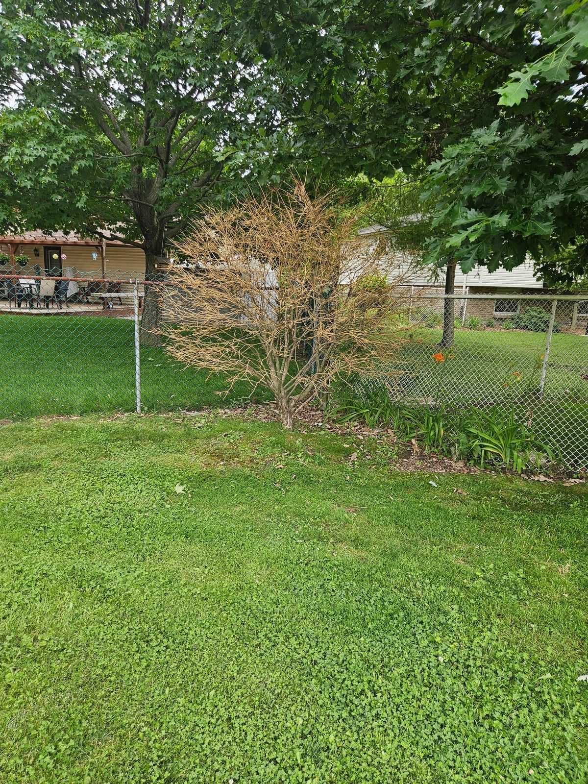 An overgrown backyard with long grass and weeds before cleanup