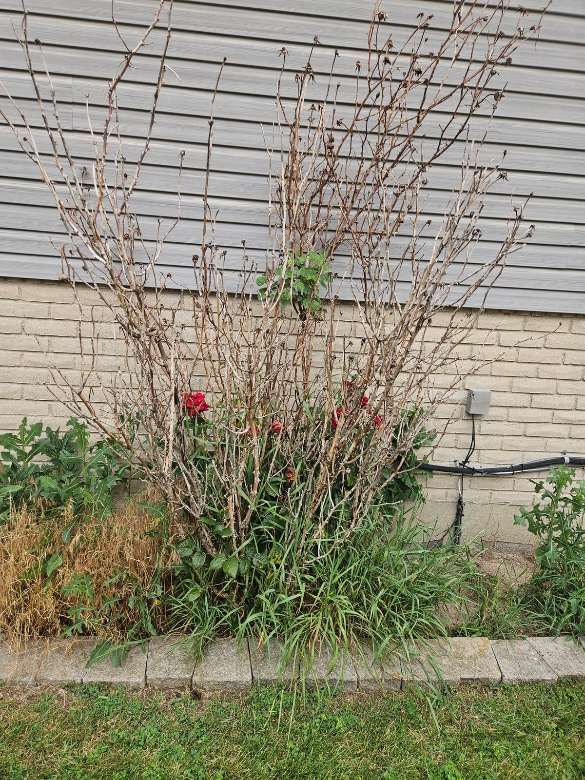 An overgrown rose bed against a brick foundation, choked with weeds, before cleanup
