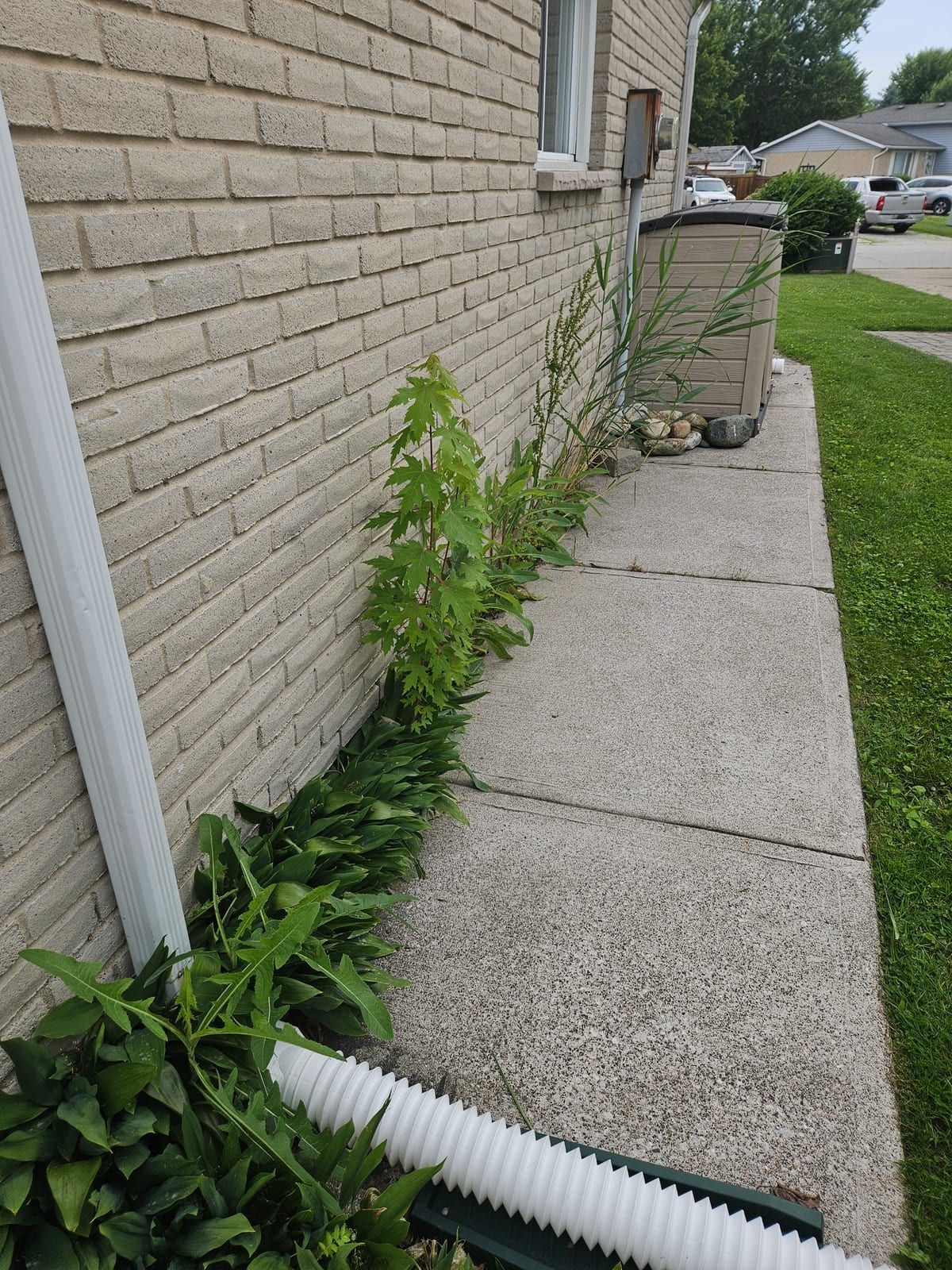 Weeds and overgrowth crowding a walkway and foundation before cleanup