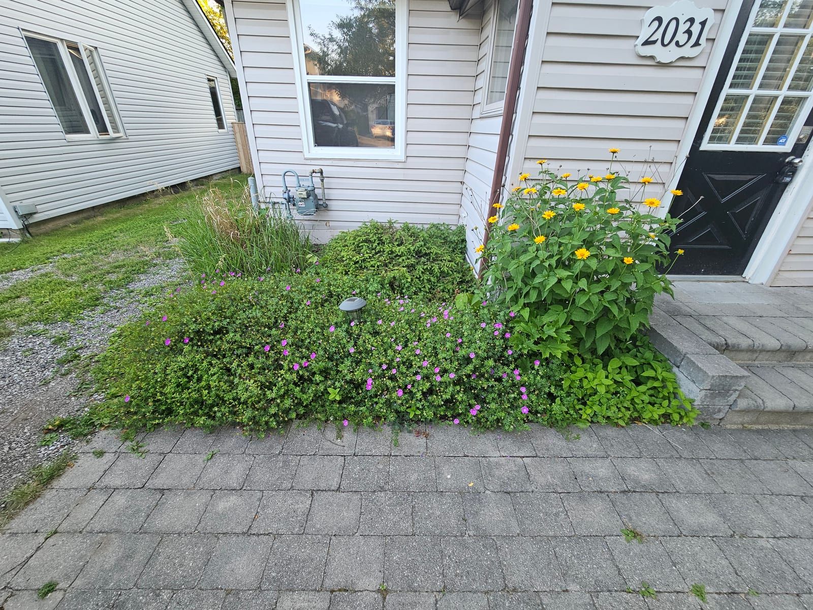 An overgrown front garden bed spilling onto the walkway before cleanup