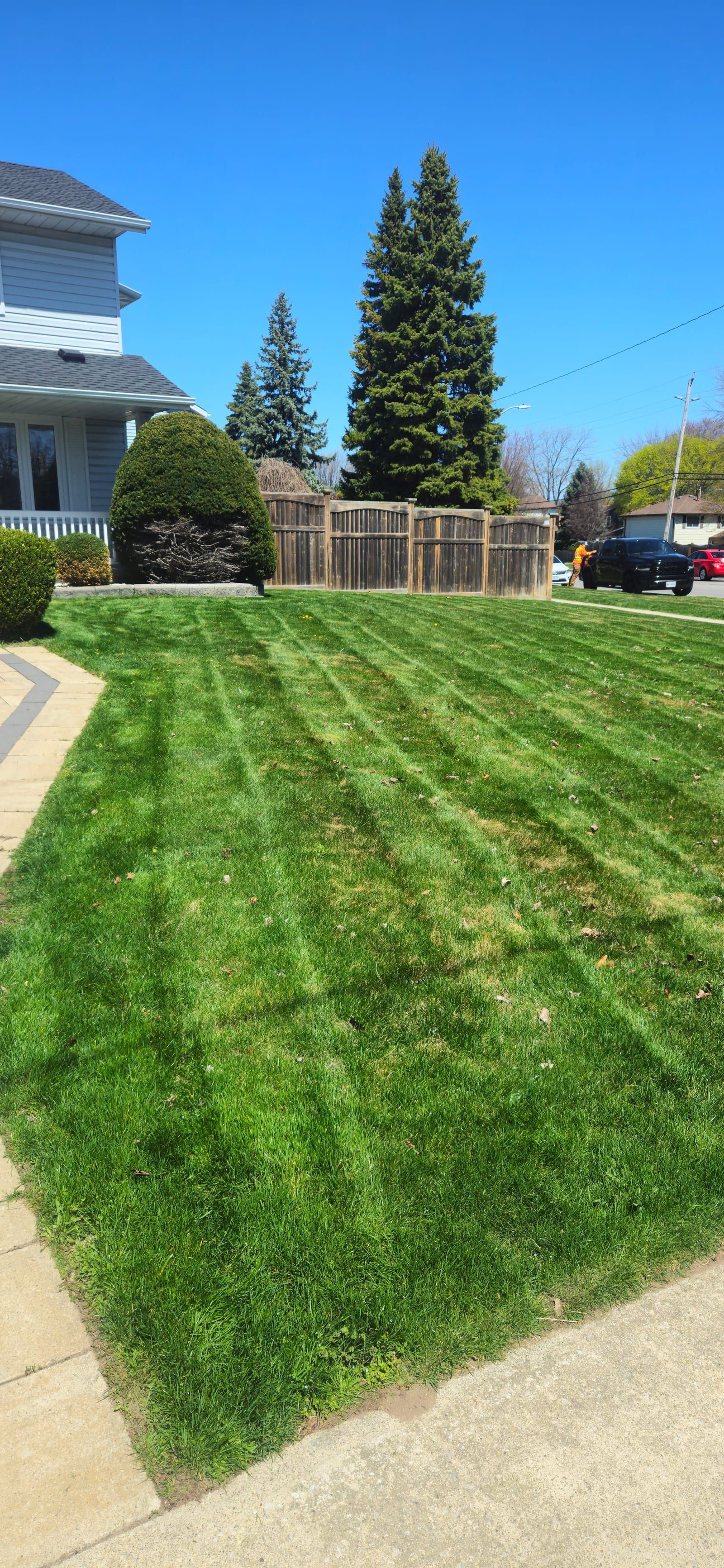 Freshly cut front lawn with mowing stripes beside a Sarnia home and tall evergreens