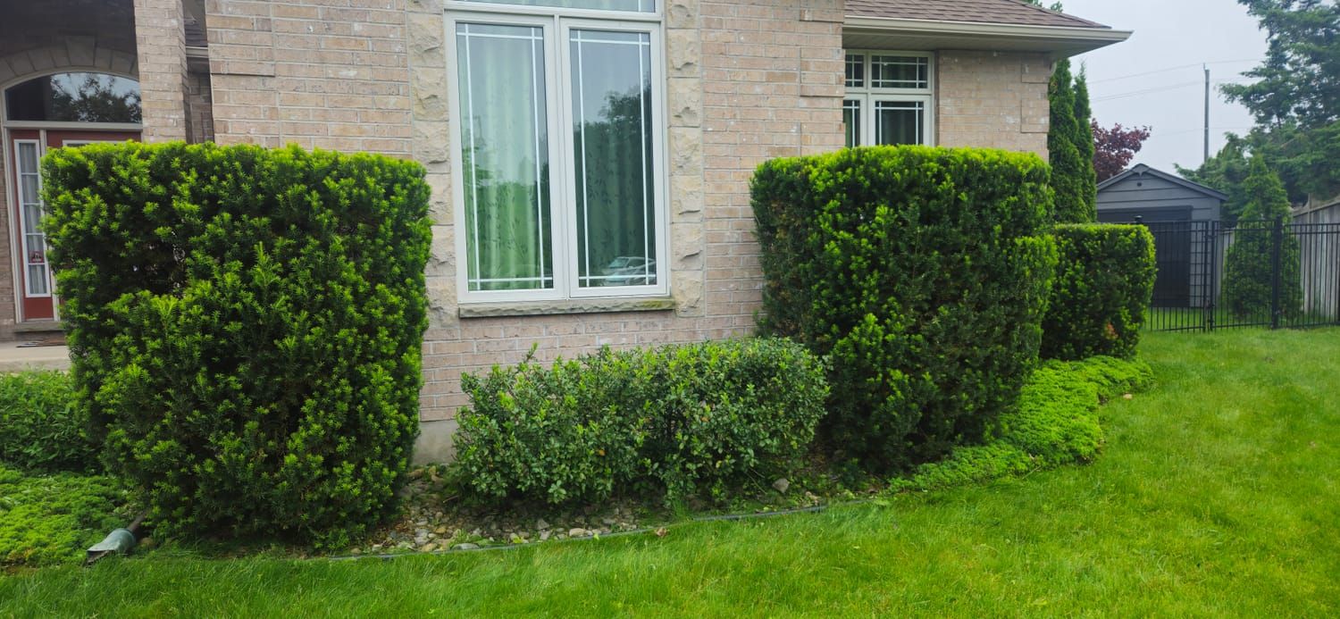 Neatly trimmed hedges below the front windows of a home