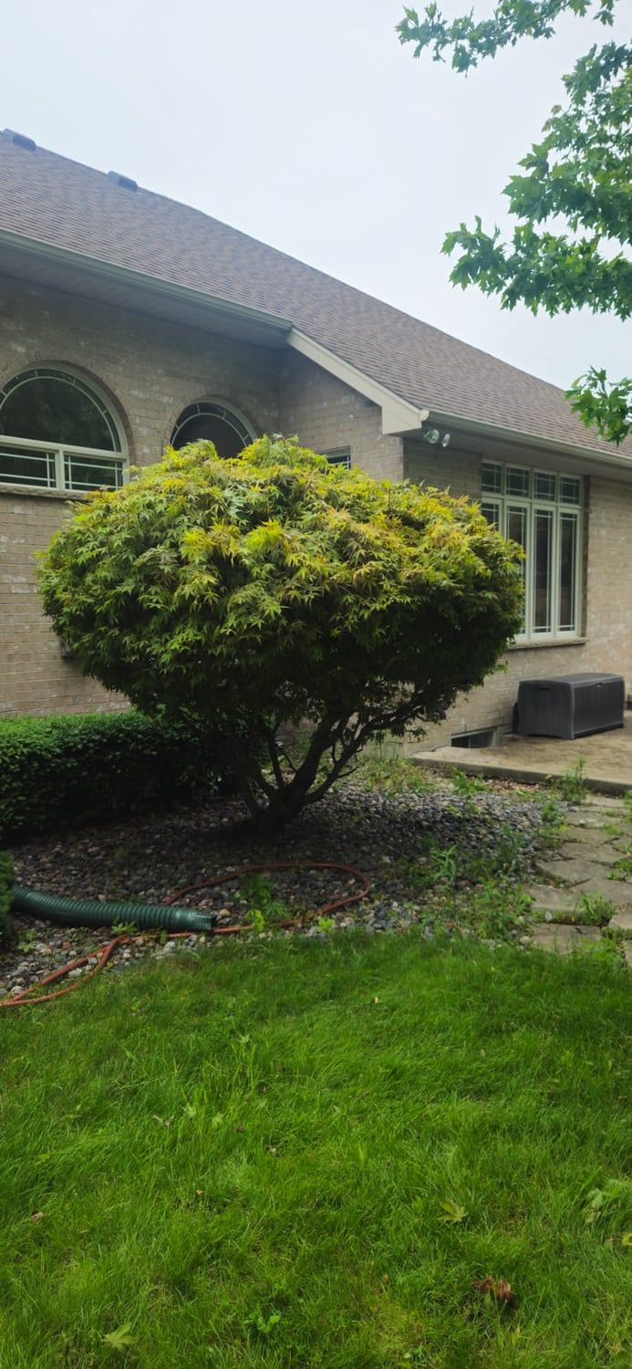 An ornamental maple carefully shaped above a stone bed