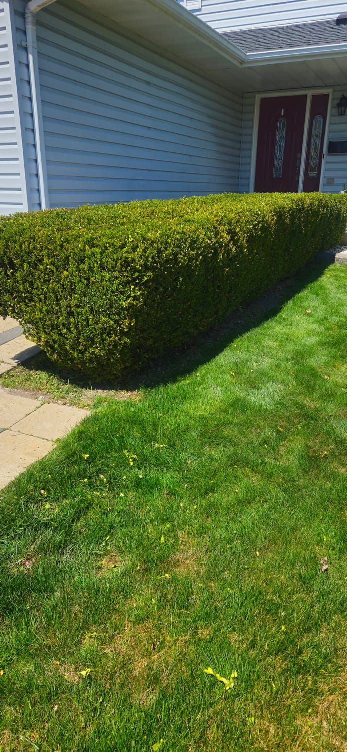 A trimmed shrub beside a freshly cut lawn