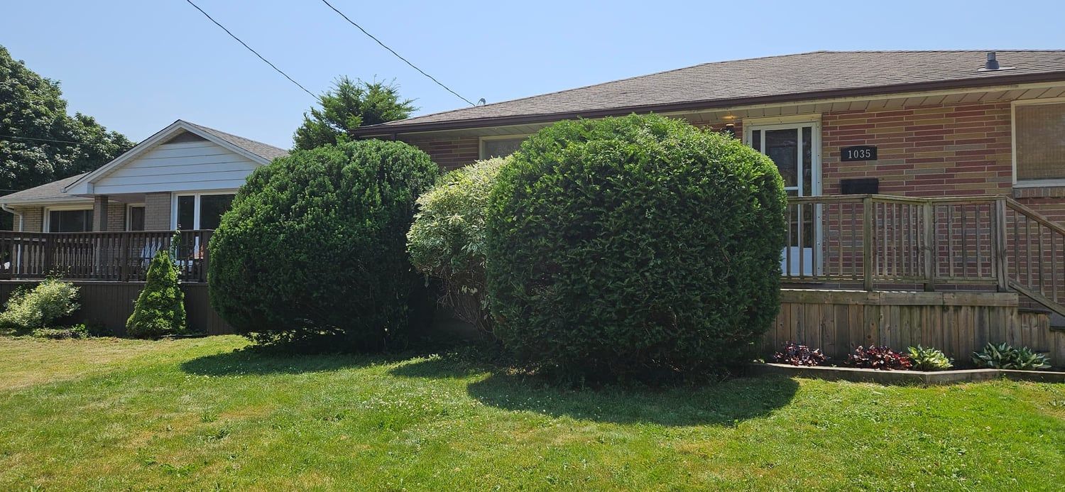 Round shrubs trimmed to shape along the front of a home