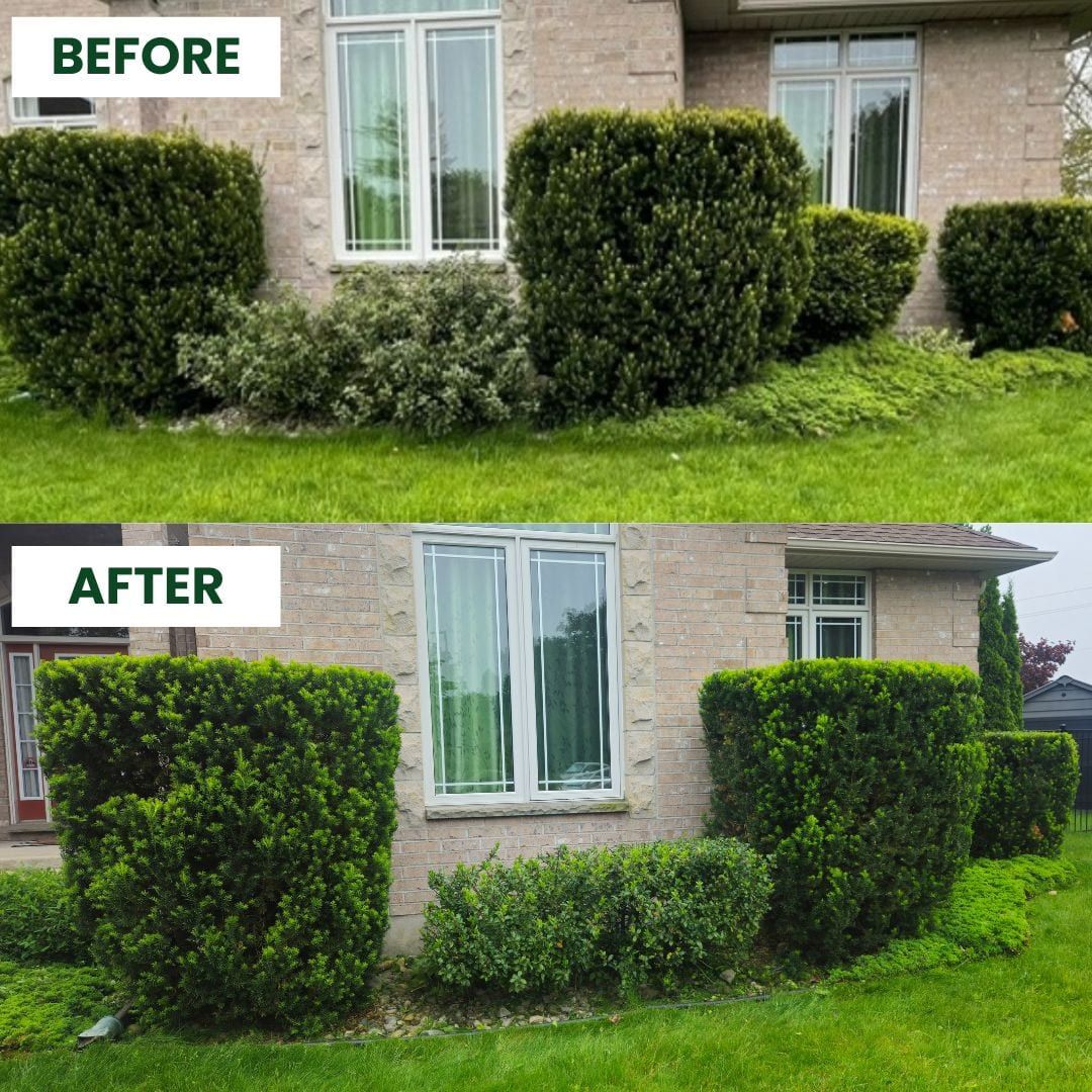 Before and after: overgrown front hedges trimmed and shaped