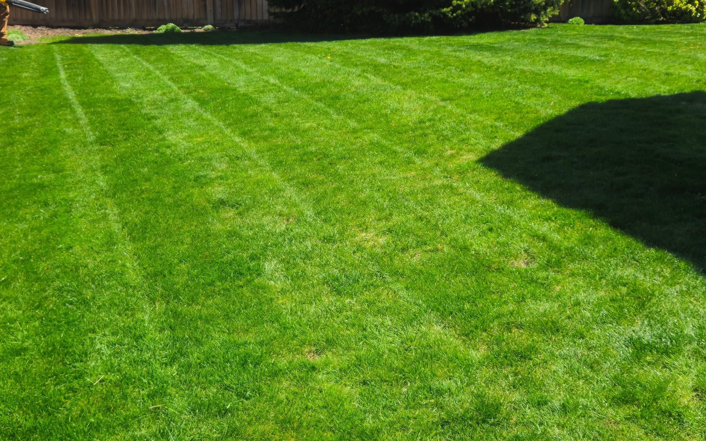 A freshly striped, mowed backyard lawn bordered by evergreens in Sarnia