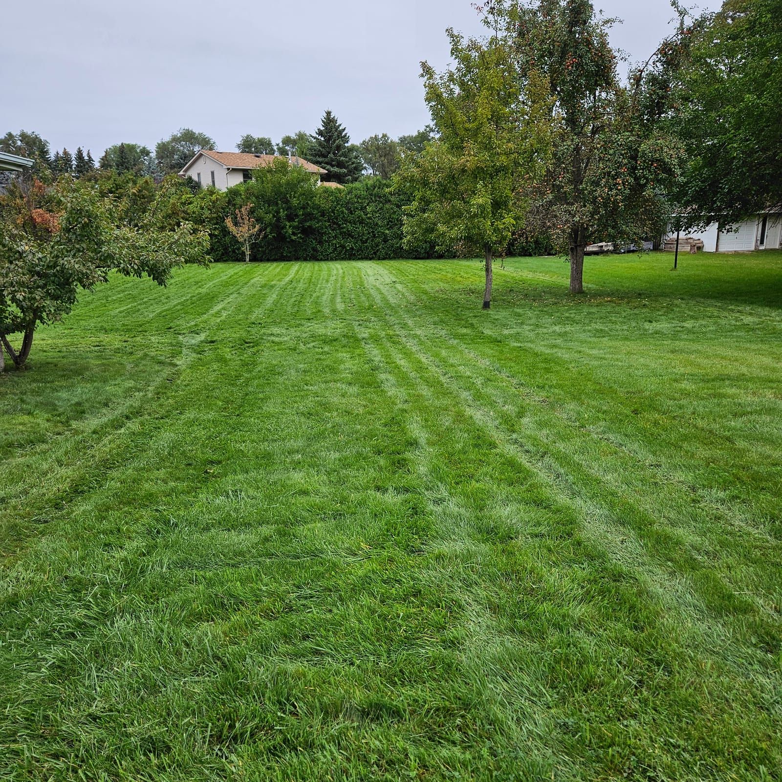 A large striped lawn freshly mowed in autumn with fruit trees