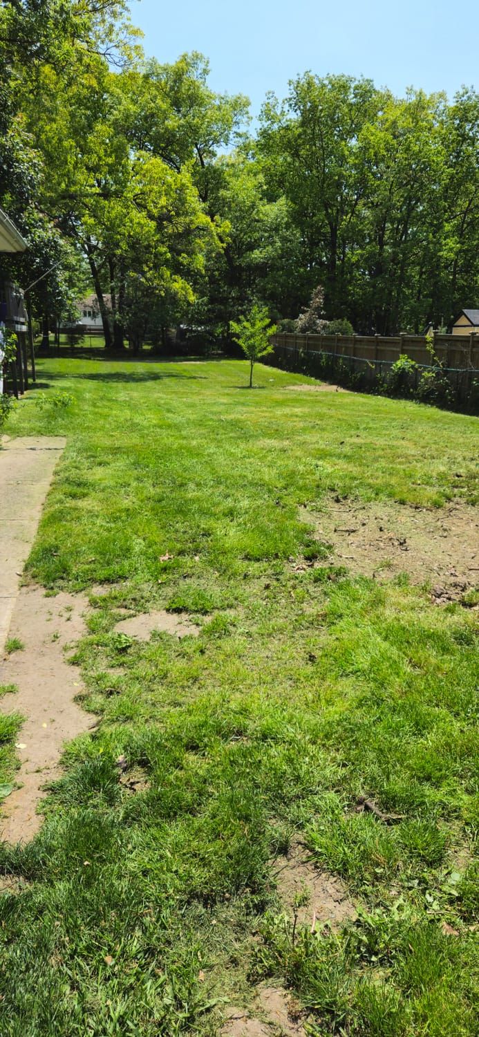 A large yard cut back and mowed