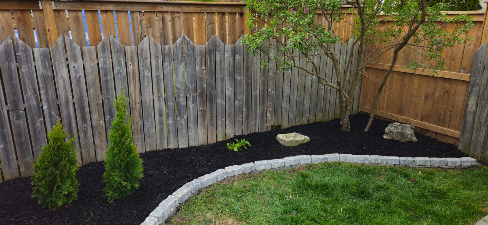A fresh black mulch bed with stone edging and a young cedar along a fence line