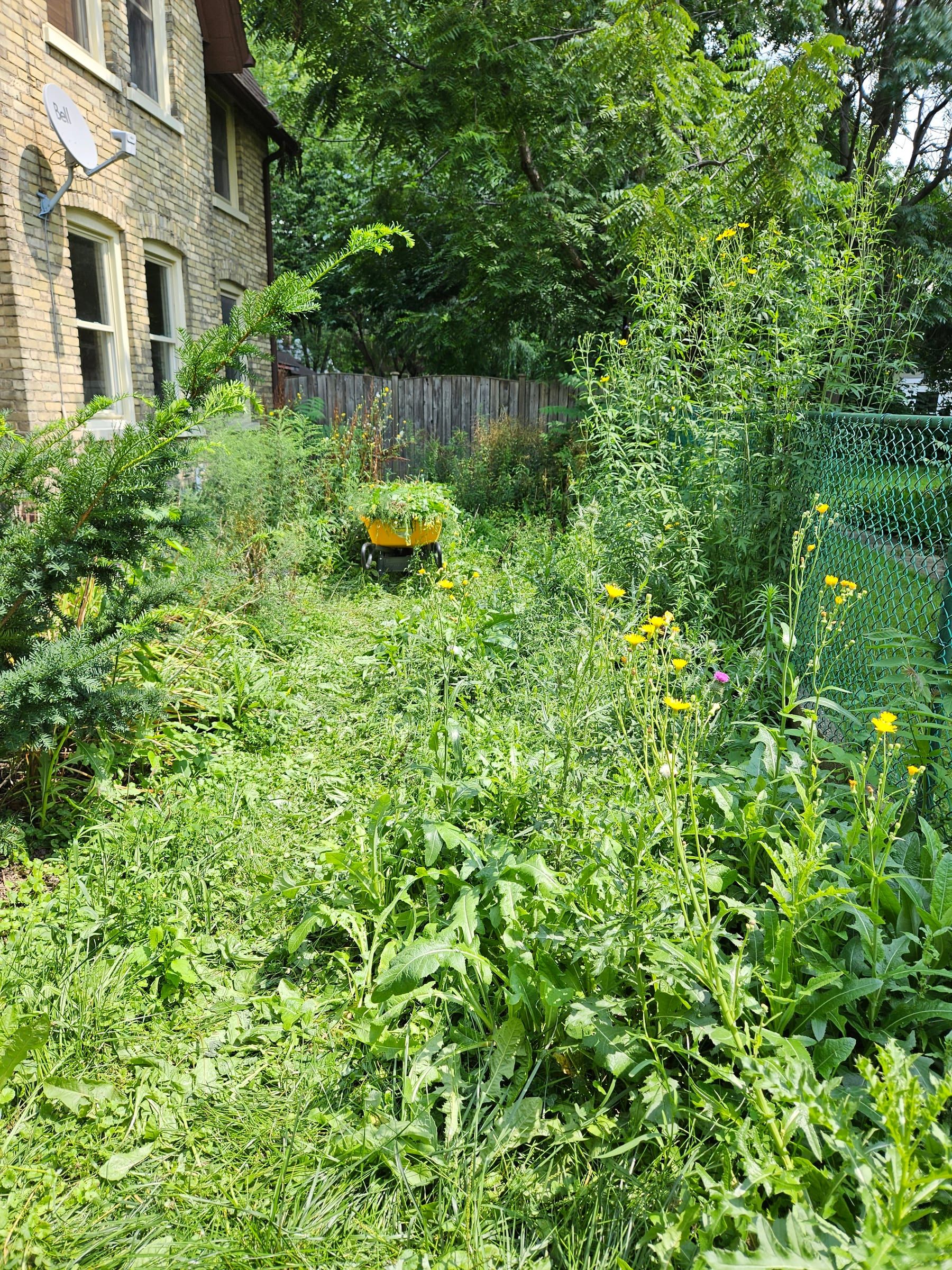 An overgrown, weed-filled side yard before lawn recovery work
