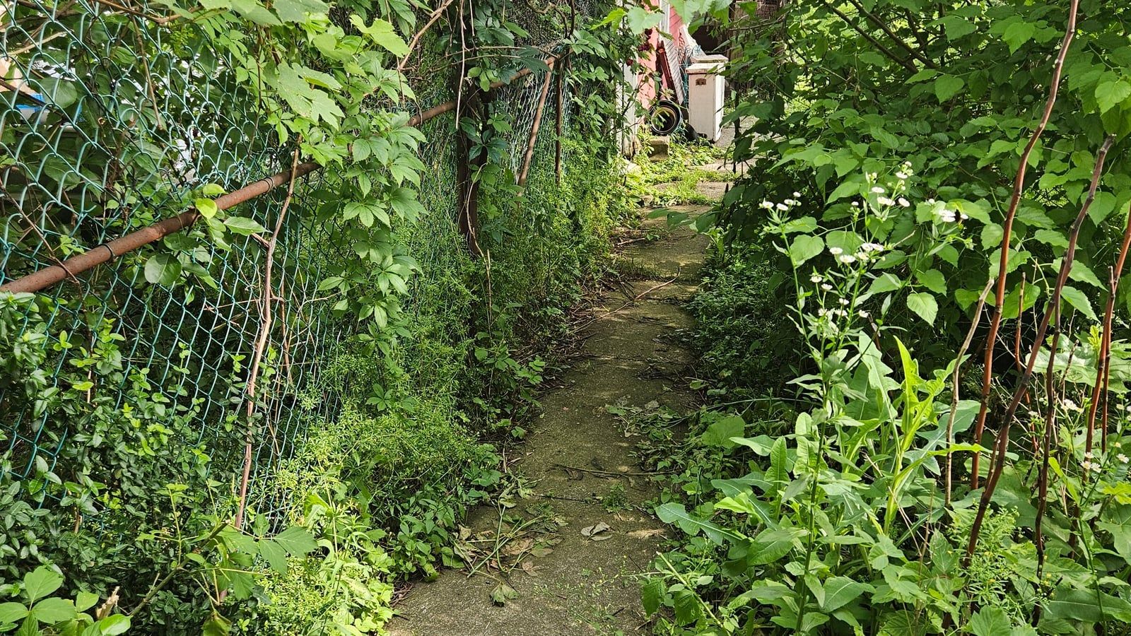 A concrete walkway completely closed over by waist-high weeds and vines on a chain-link fence