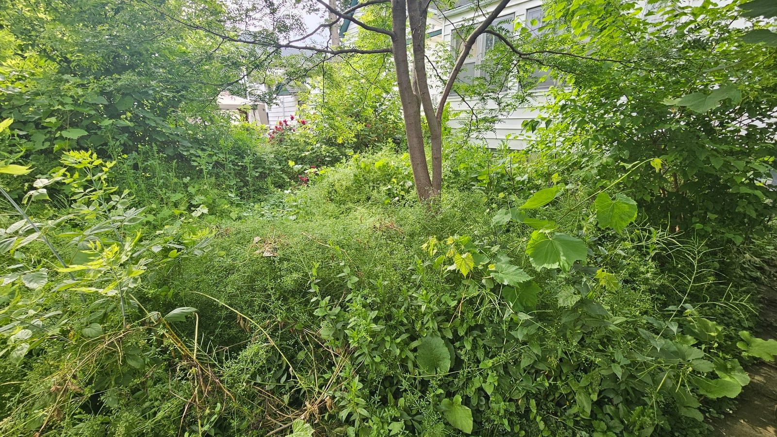 A back yard lost under a dense mound of weeds, vines and saplings
