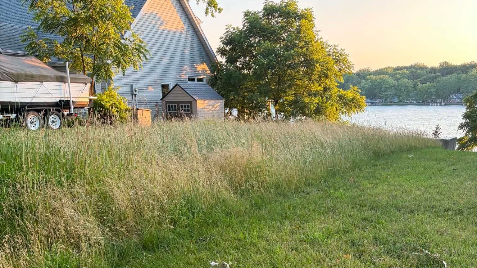 A band of long, seeded grass across a riverfront lawn before mowing