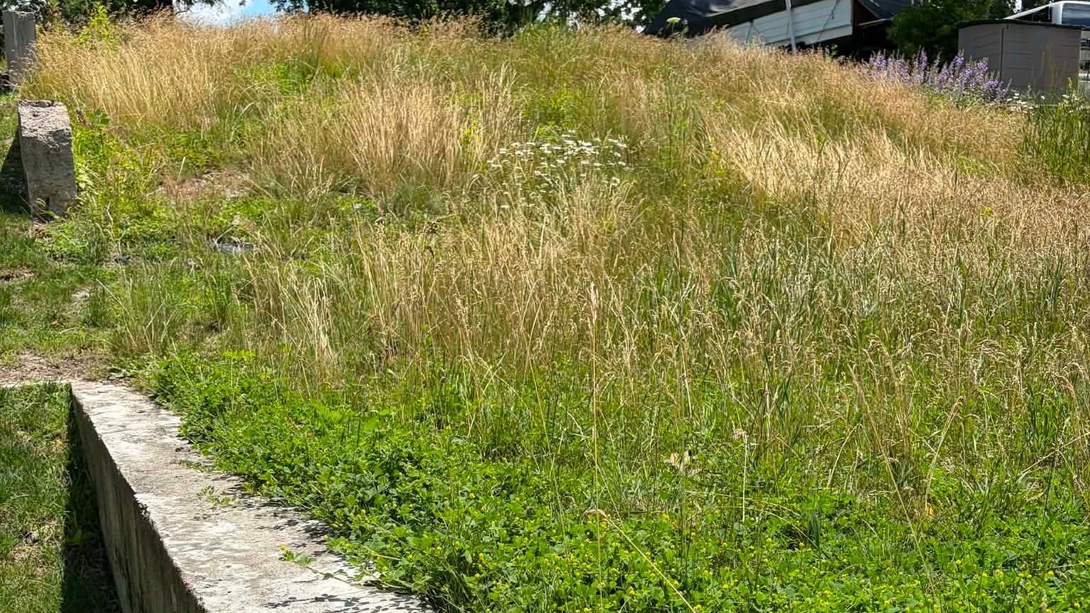 Long grass and clover grown up over a concrete retaining wall before cutting