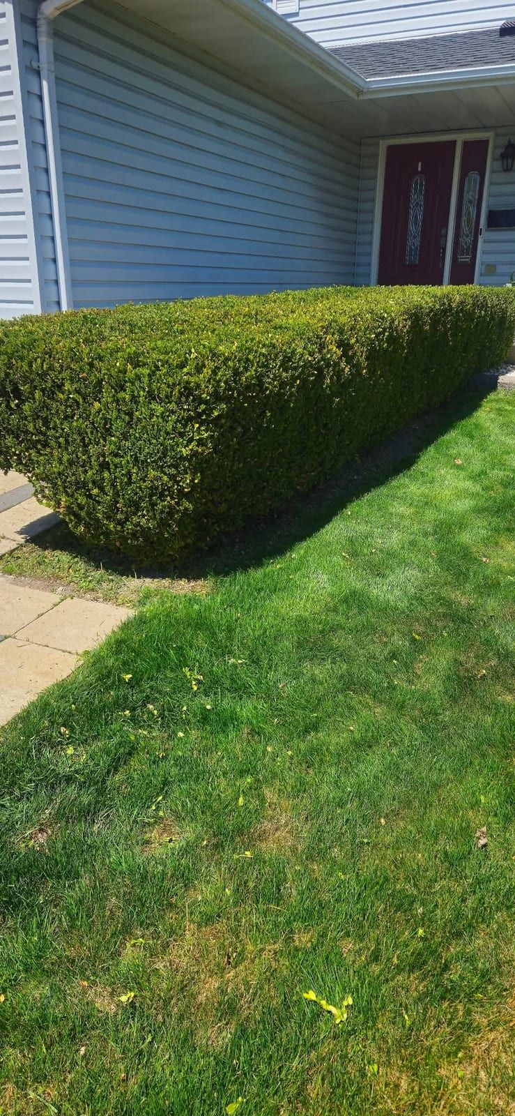 A large hedge trimmed to a clean rounded shape on a freshly cut lawn
