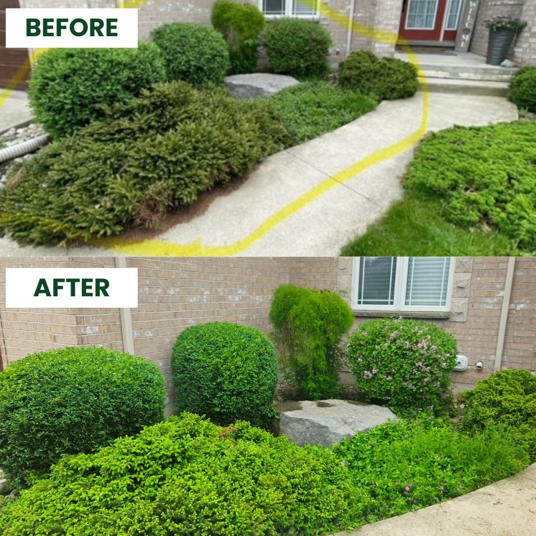 Before and after: an overgrown shrub bed cleaned up and shaped