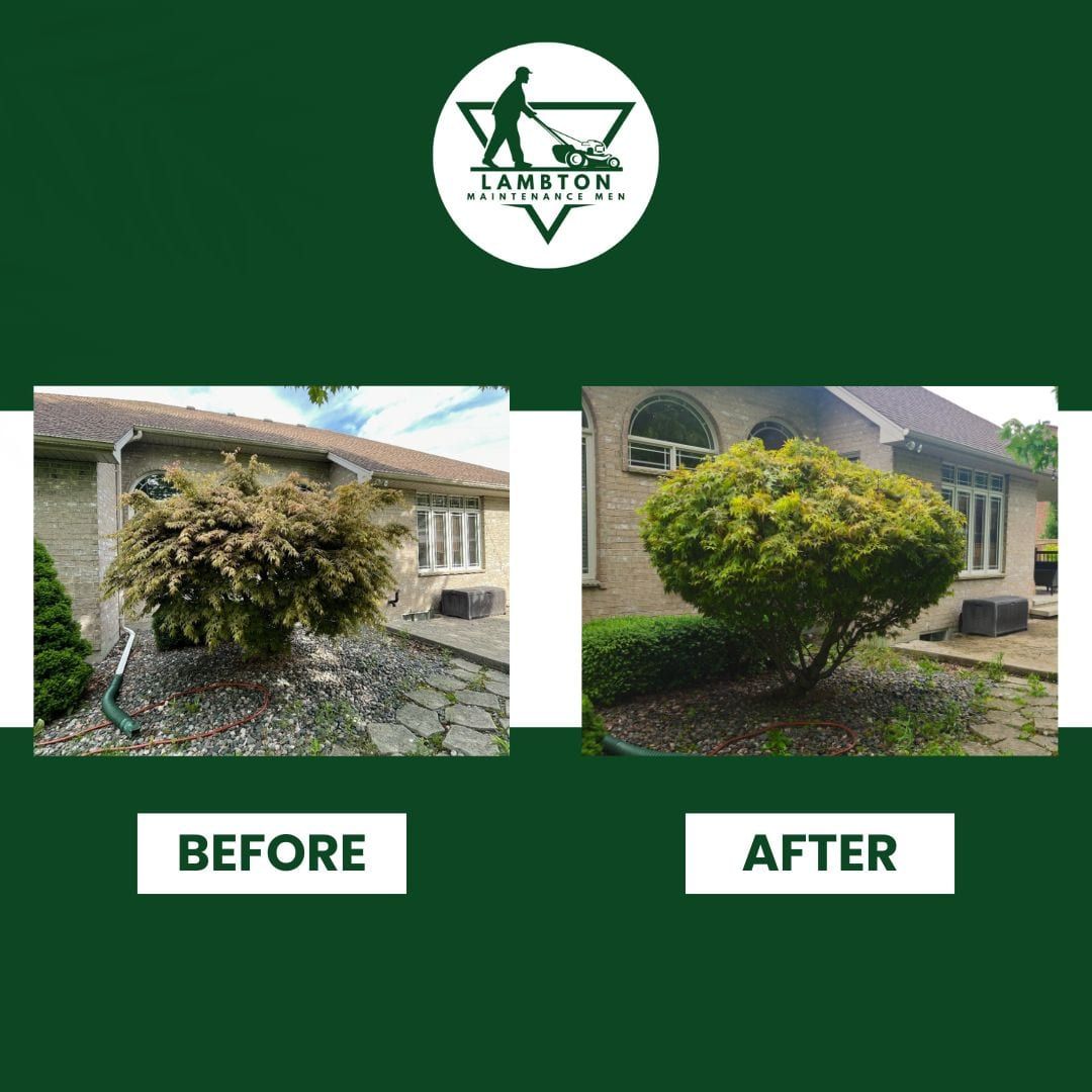 Before and after: an overgrown shrub shaped and tidied