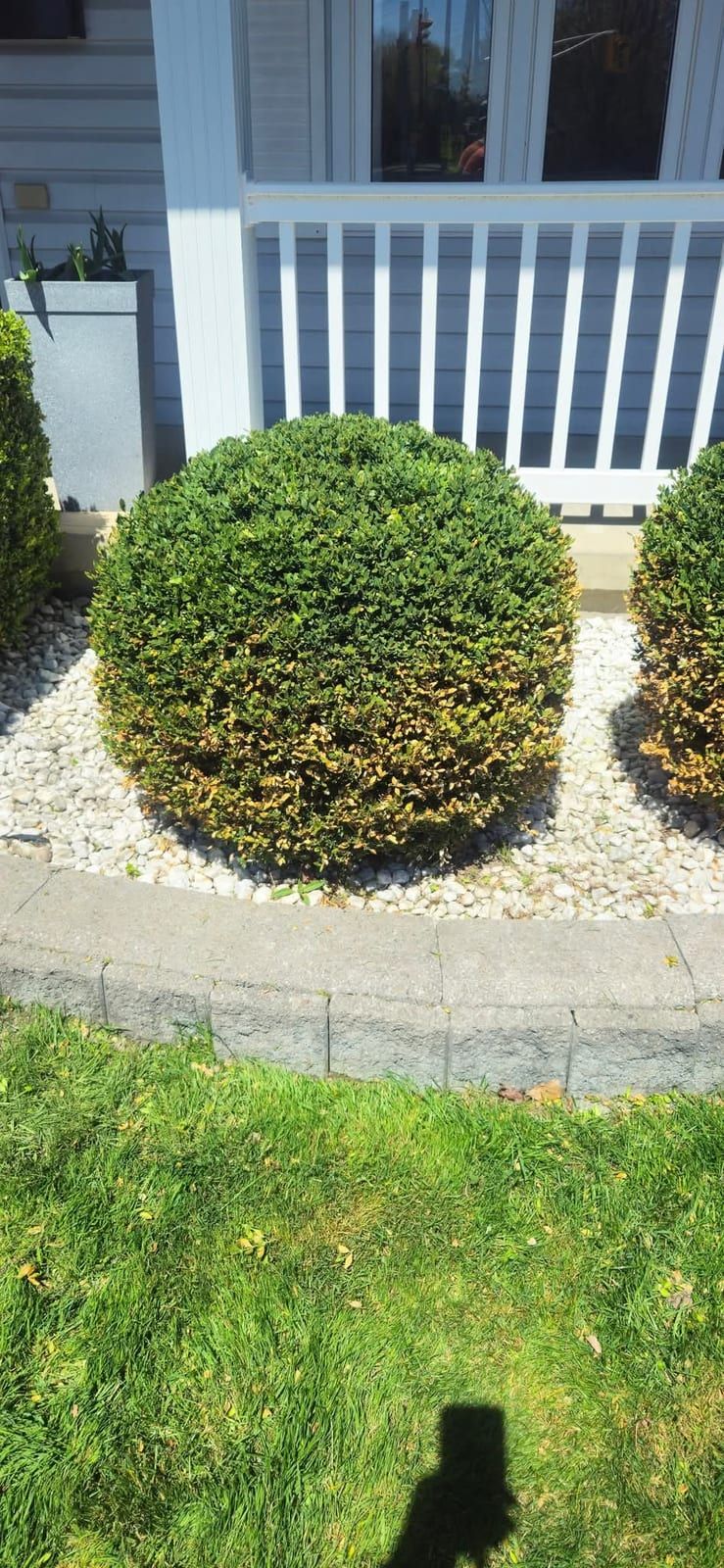 A rounded shrub trimmed to shape in a white stone bed beside a walkway