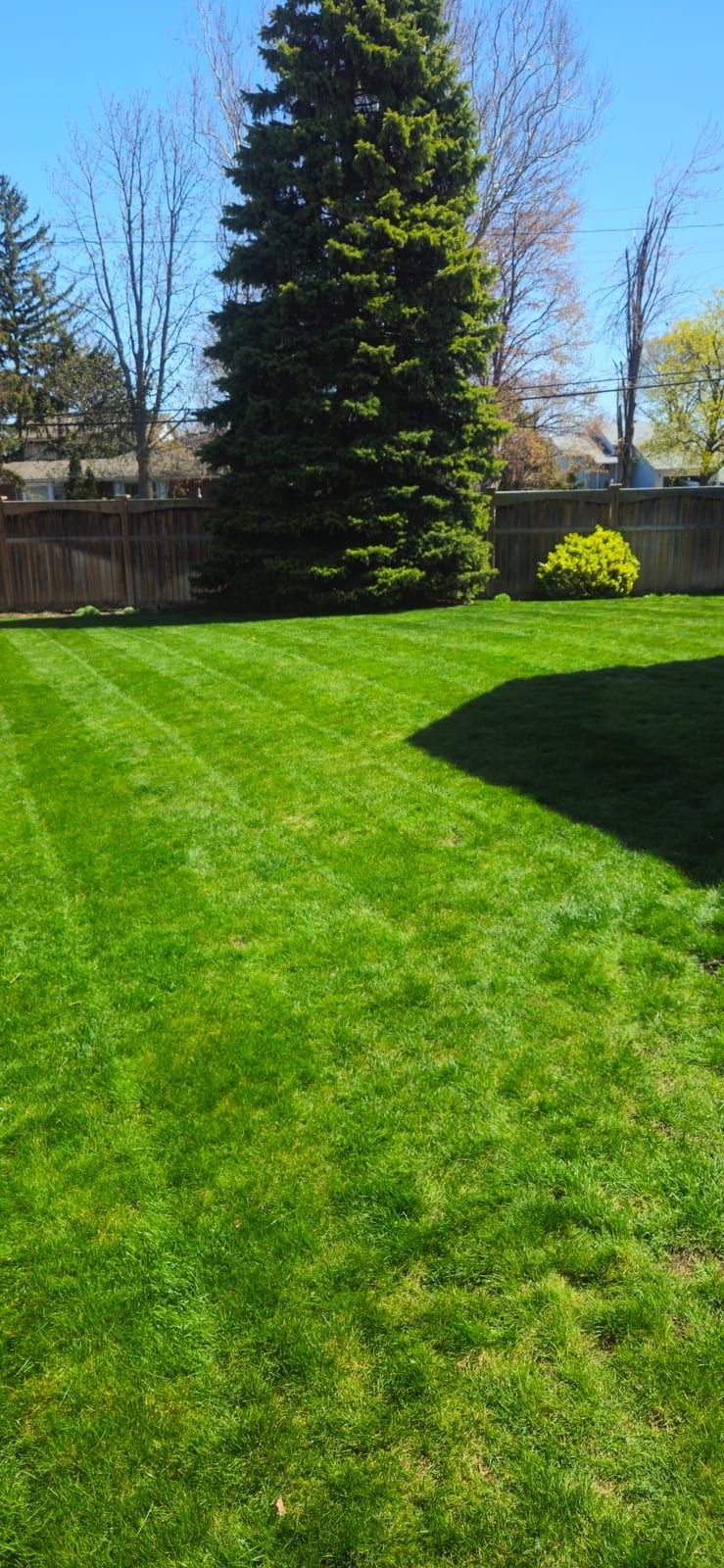 A freshly mowed backyard lawn with clean mowing stripes, bordered by evergreens and a wood fence