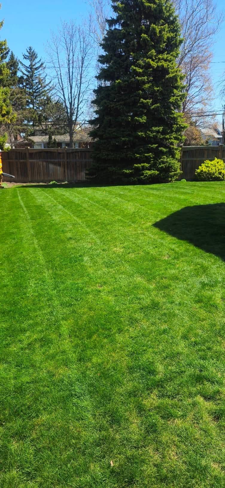 A striped, freshly mowed backyard lawn with a large spruce tree