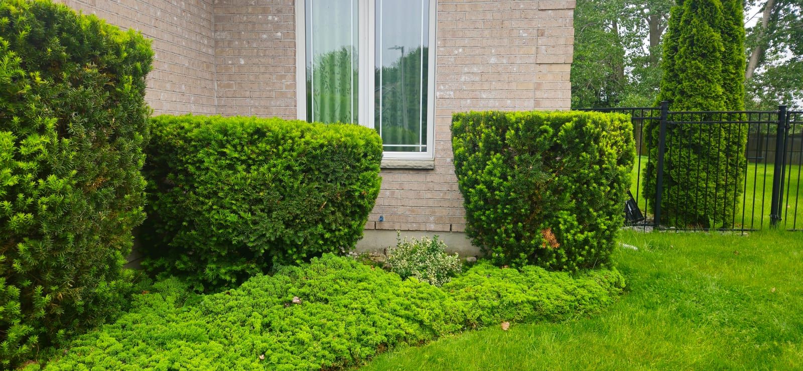 Two neatly trimmed hedges below the front windows of a brick home