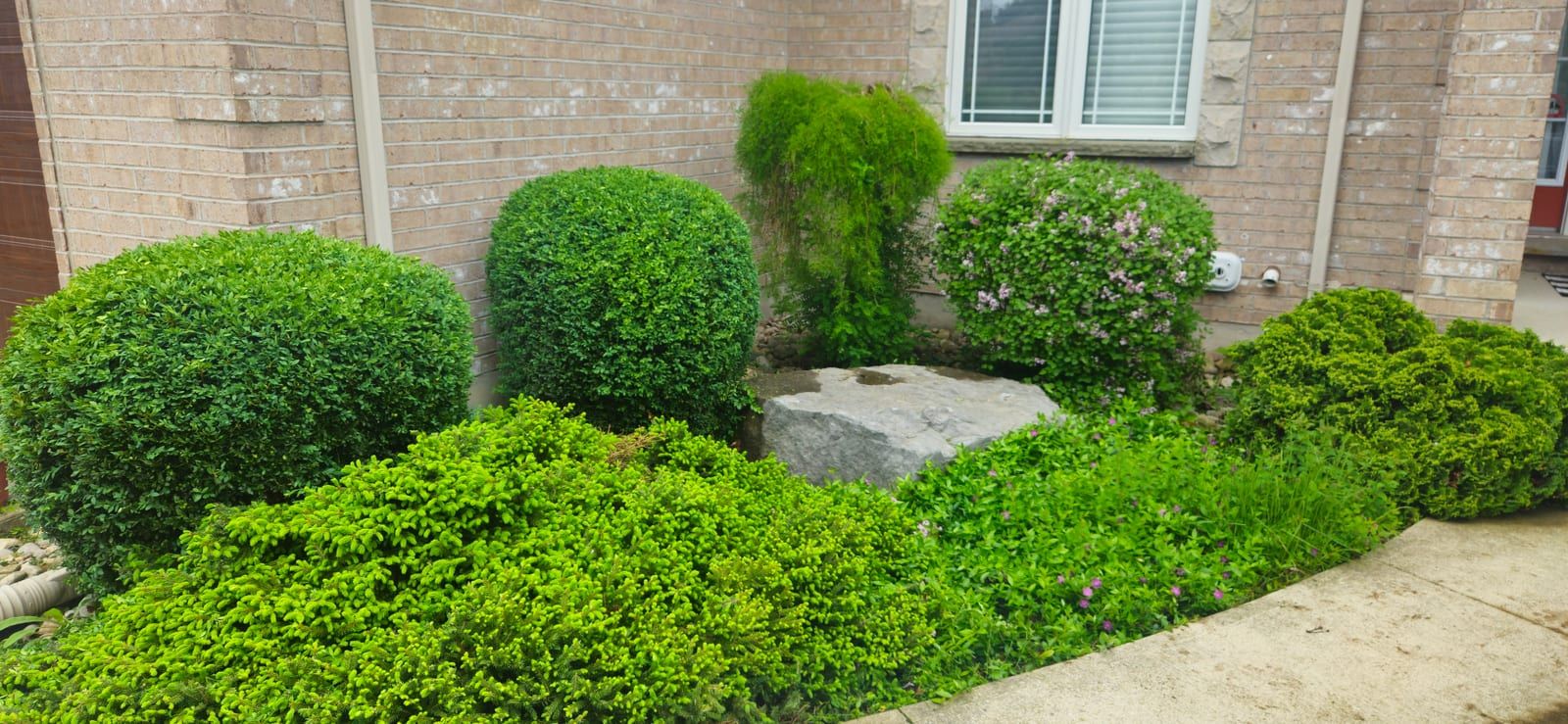 Neatly trimmed shrubs and a garden bed with a decorative rock beside a home